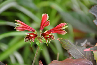 Close-up of red flowering plant leaves