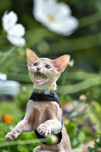 Young abyssinian pets walking outdoors, adventures on the green grass in the park.