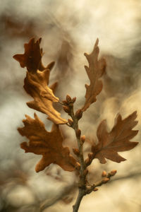 Close-up of dry leaves on plant during autumn