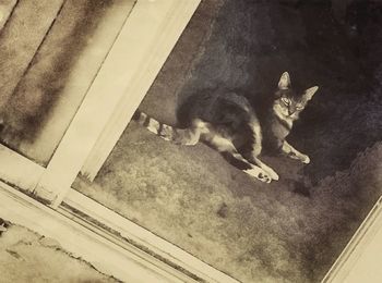 feline