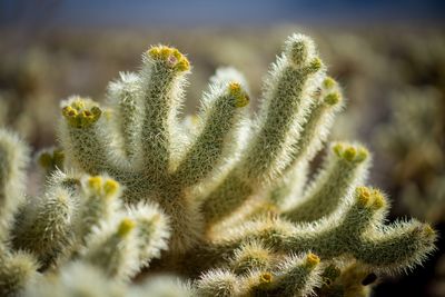 Close-up of plant