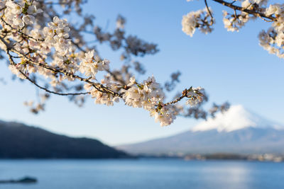 Cherry blossom tree against sky