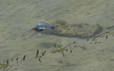 Close-up of fish swimming in sea