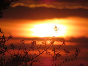 Silhouette plants against romantic sky at sunset