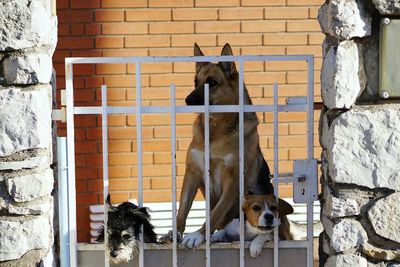 Portrait of dogs on brick wall