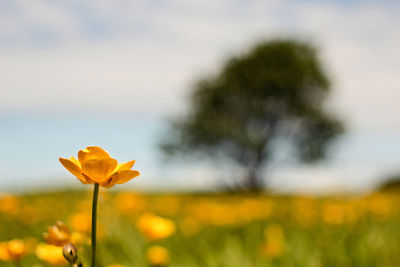 Close-up of flowers blooming against sky