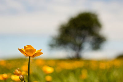 Close-up of flowers blooming against sky