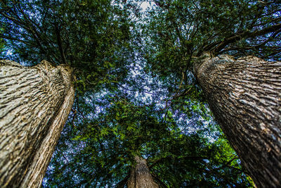 Low angle view of trees against sky