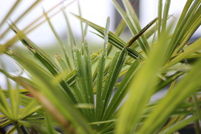 Close-up of plants growing on field