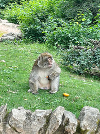 Lion sitting on rock