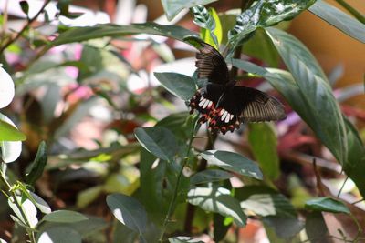 Close-up of butterfly on plant