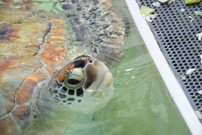 High angle view of turtle in swimming pool