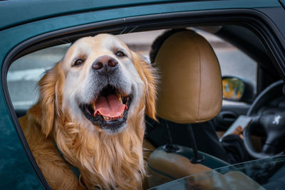 Close-up of dog in car