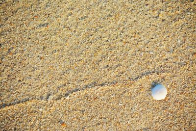 High angle view of shells on beach