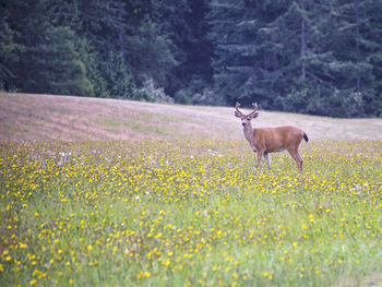 Deer standing in a field