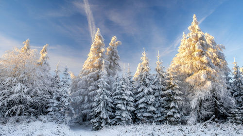 Snow covered trees against sky