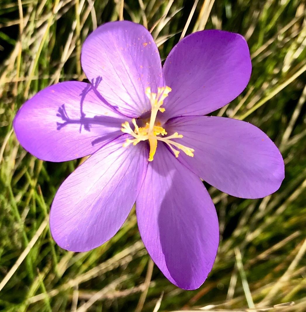 CLOSE-UP OF PURPLE CROCUS WITH PINK FLOWER