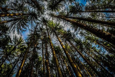 Directly below shot of trees against sky