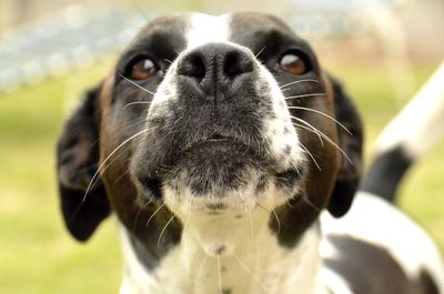 Close-up portrait of a dog