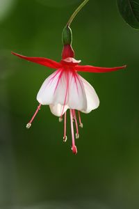 Close-up of red hibiscus blooming outdoors