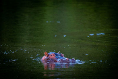 People swimming in lake