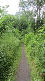 Dirt road amidst trees in forest