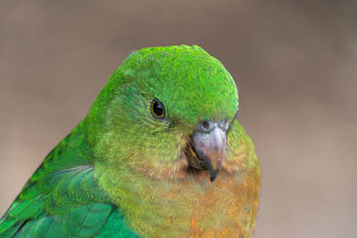 Close-up of a bird