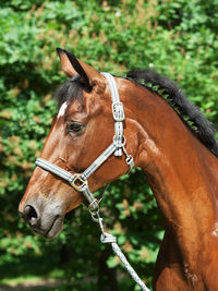 Horse looking away while standing against trees