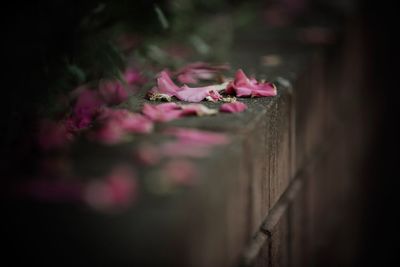 Close-up of pink flower