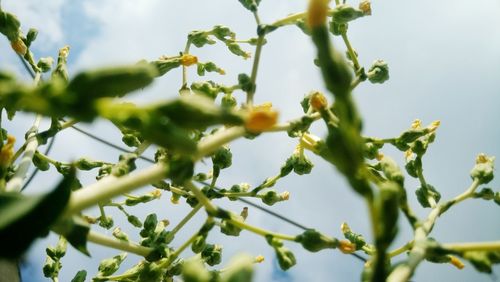 Low angle view of fruits on tree against sky