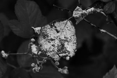 Close-up of flowering plant