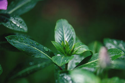 Close-up of raindrops on leaves