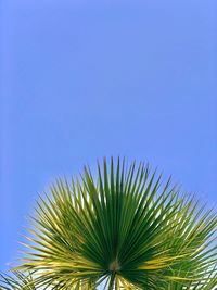 Close-up of palm tree against blue sky