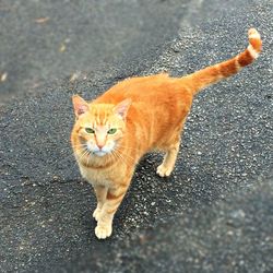 Portrait of ginger cat on road