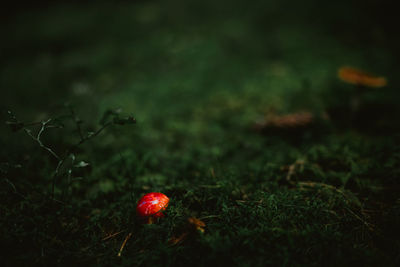 Close-up of red berries on field