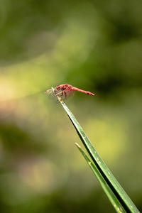 Dragonfly in riverbed. 