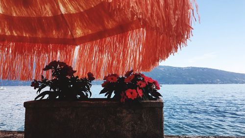 Plants growing in front of sea against mountains