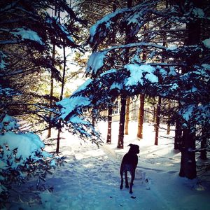 Dog and silhouette trees against sky during sunset