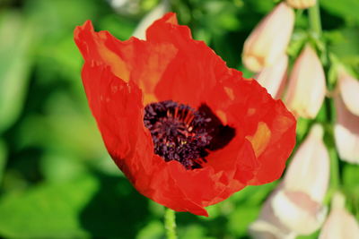 Close-up of red flower