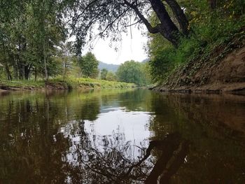 Scenic view of lake in forest