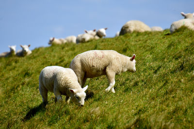 Sheep grazing in a field