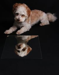 Close-up portrait of dog against black background