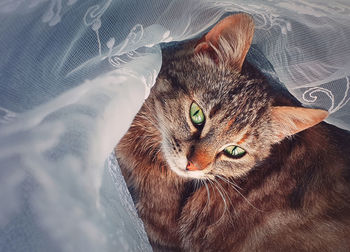 Pregnant cat laying down indoors, hiding behind a curtain. adorable kitty looking big green eyes.