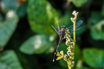 Close-up of insect on flower