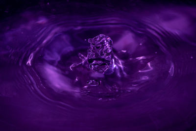 High angle view of jellyfish swimming in lake