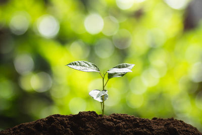 Close-up of seedling growing in mud