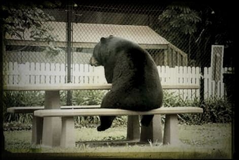 one animal, animal themes, mammal, domestic animals, pets, railing, built structure, fence, no people, grass, architecture, day, animal head, outdoors, relaxation, tree, animals in captivity, side view, sitting, standing