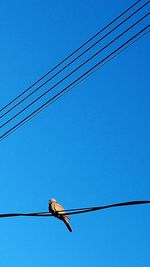 Low angle view of birds perching on power line against clear blue sky