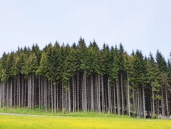 Panoramic view of pine trees in forest