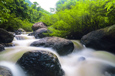 Stream flowing at forest